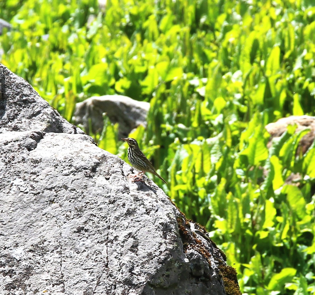 Olive-backed Pipit - ML638947809