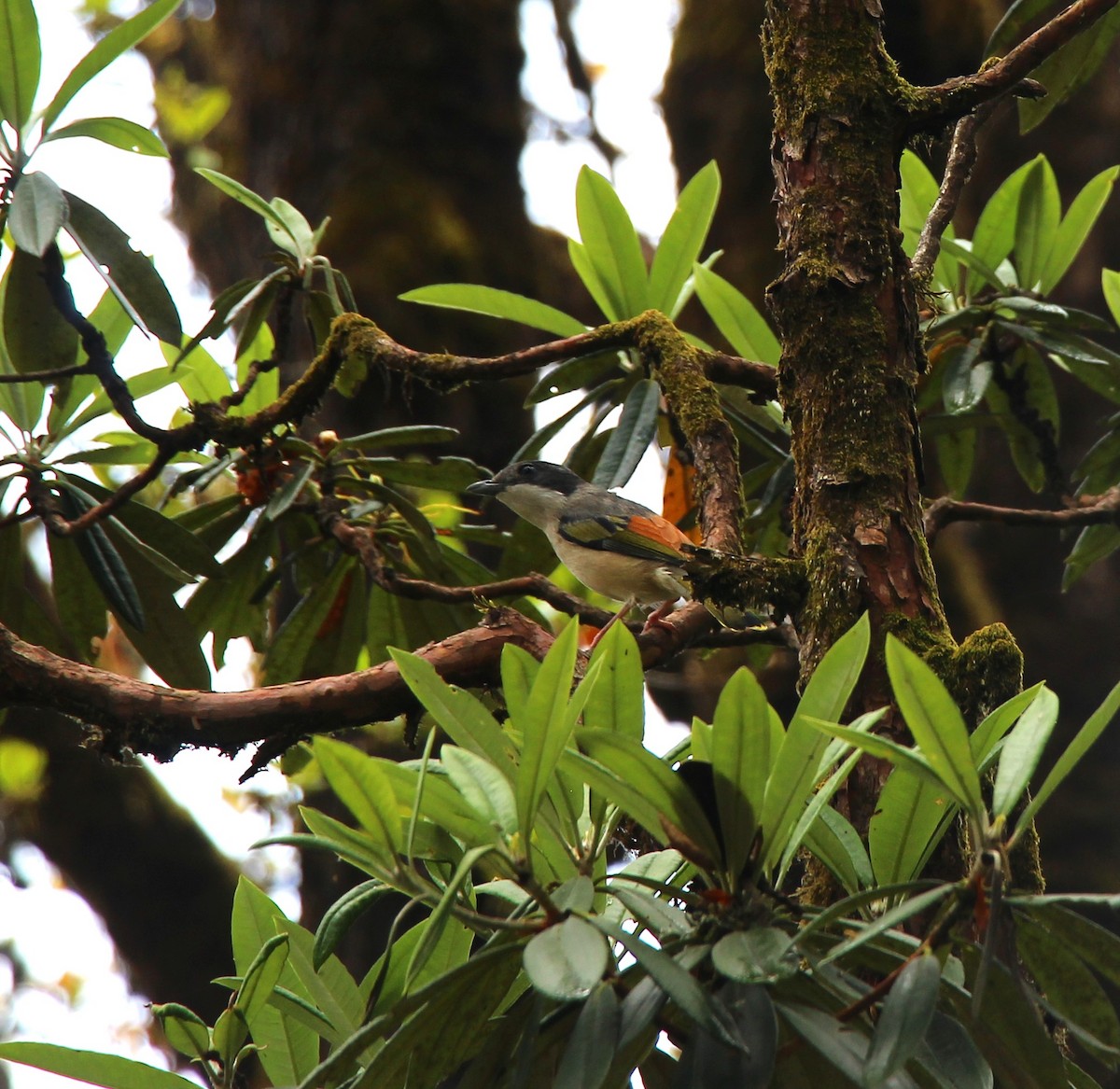 White-browed Shrike-Babbler - ML638947816