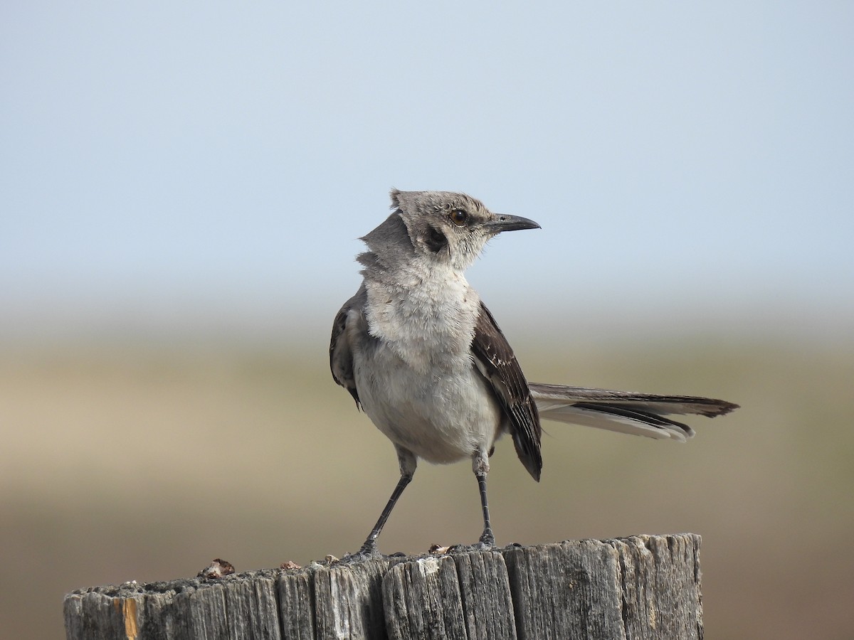 Northern Mockingbird - ML638947830