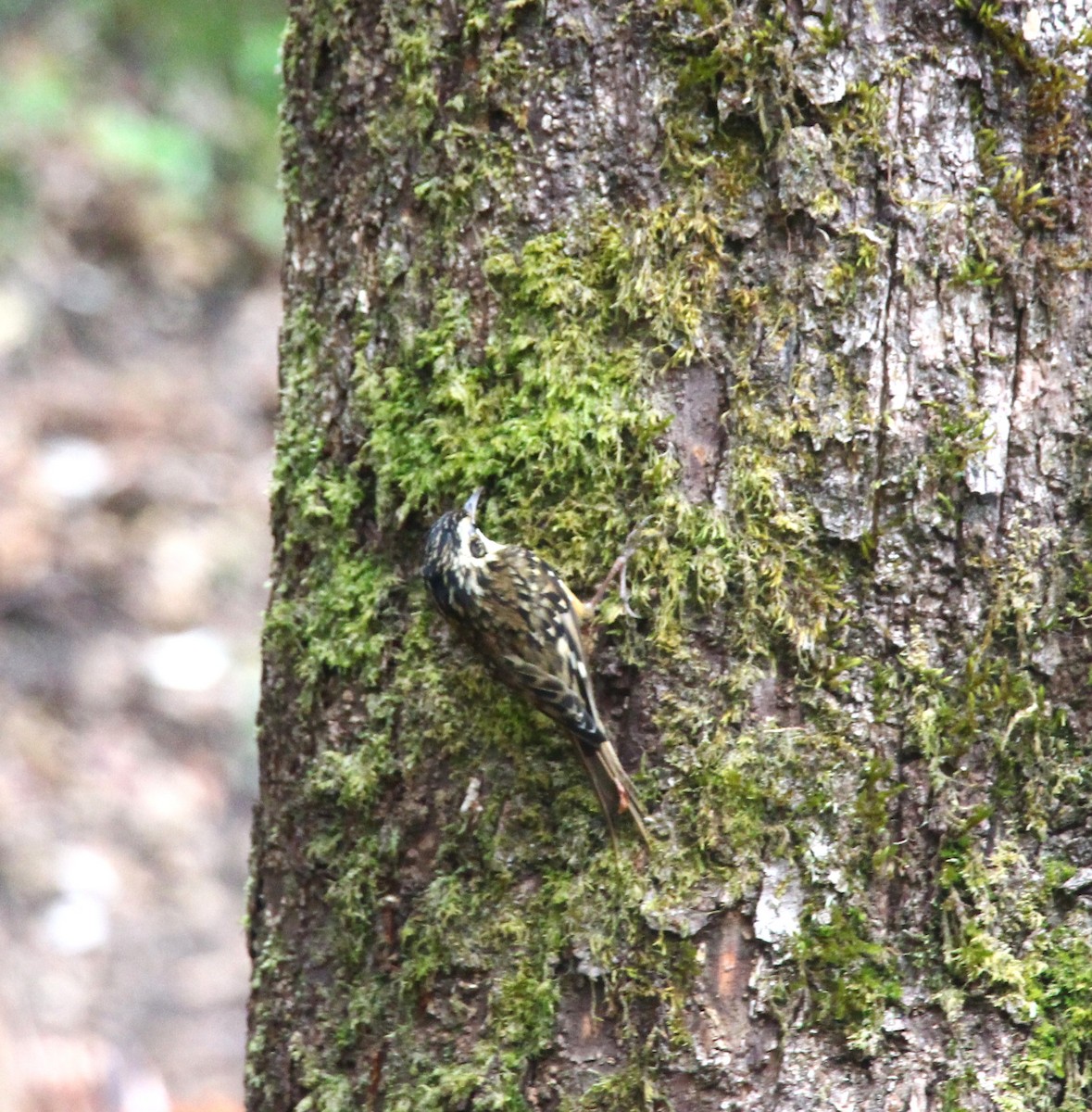 Rusty-flanked Treecreeper - ML638947832