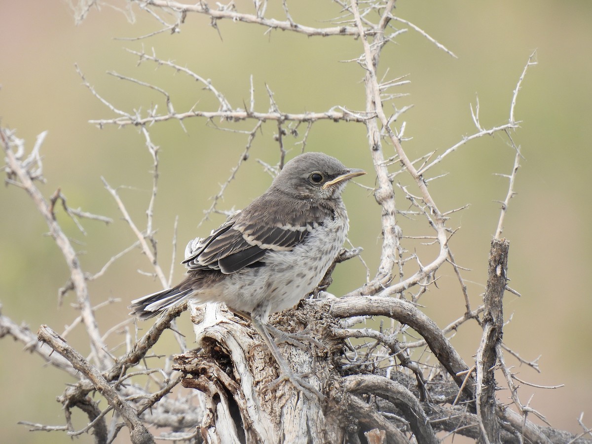 Northern Mockingbird - ML638947838