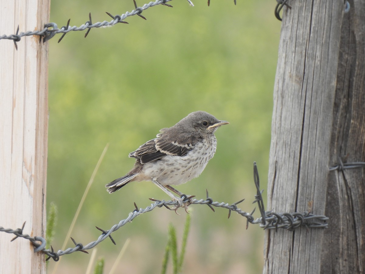 Northern Mockingbird - ML638947842