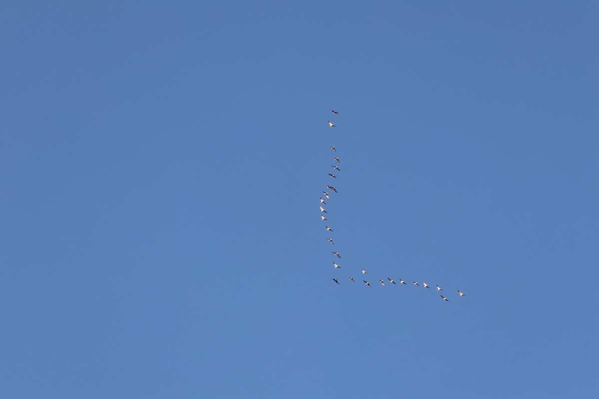Snow Goose - ML638947852