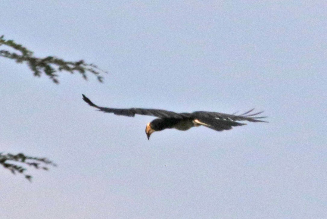 Congo Pied Hornbill - ML638947856