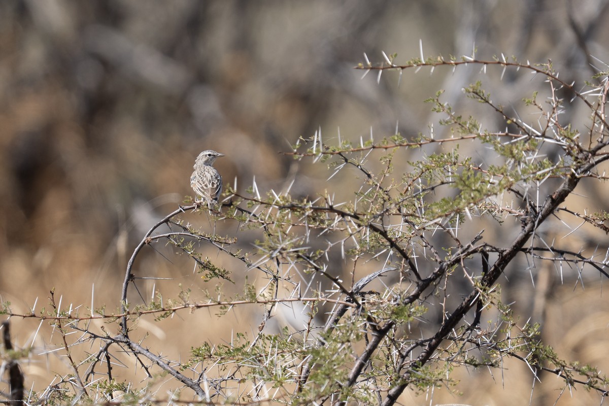 Buffy Pipit - ML638947861