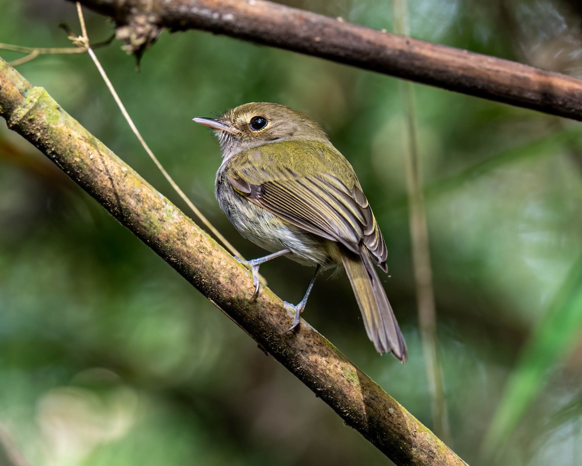 Drab-breasted Pygmy-Tyrant - ML638947901