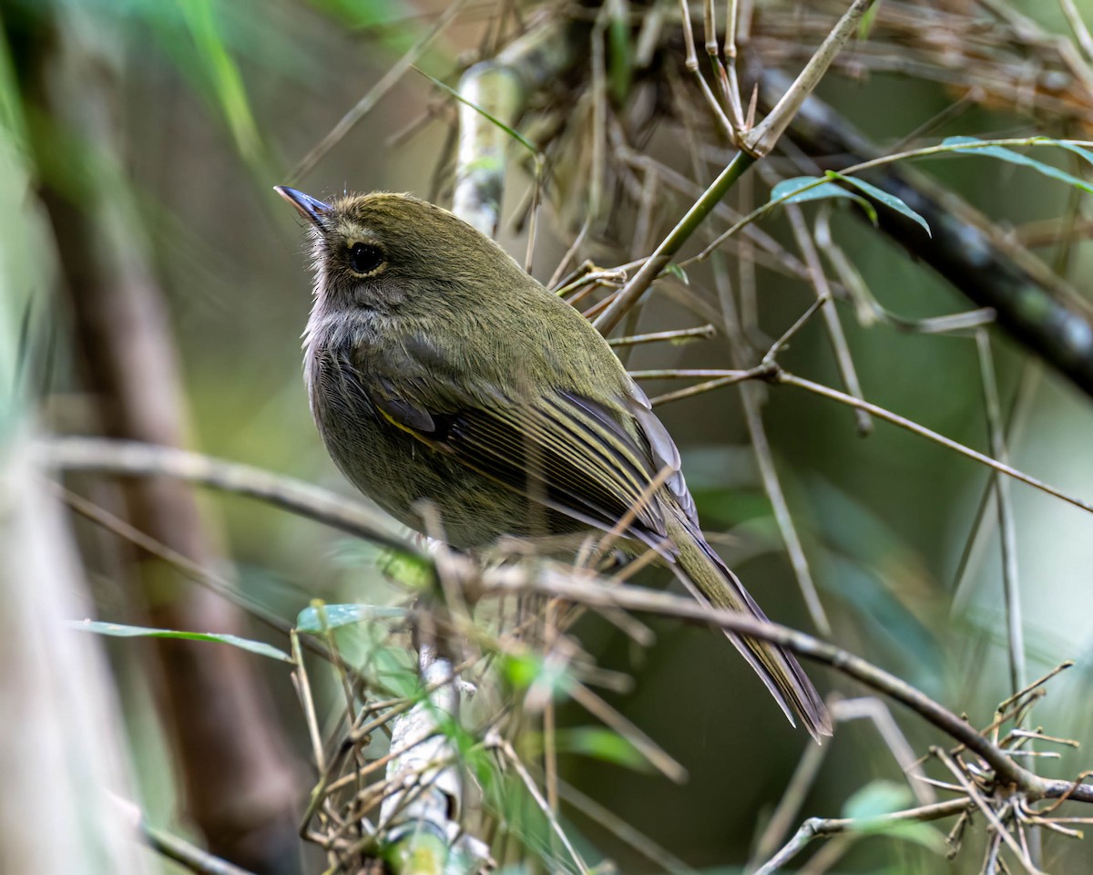 Drab-breasted Pygmy-Tyrant - ML638947902