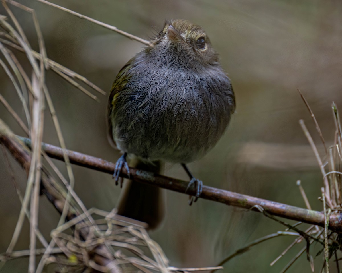 Drab-breasted Pygmy-Tyrant - ML638947903