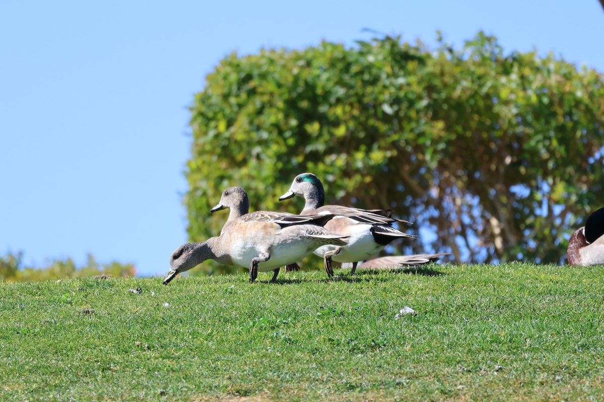 American Wigeon - ML638947935