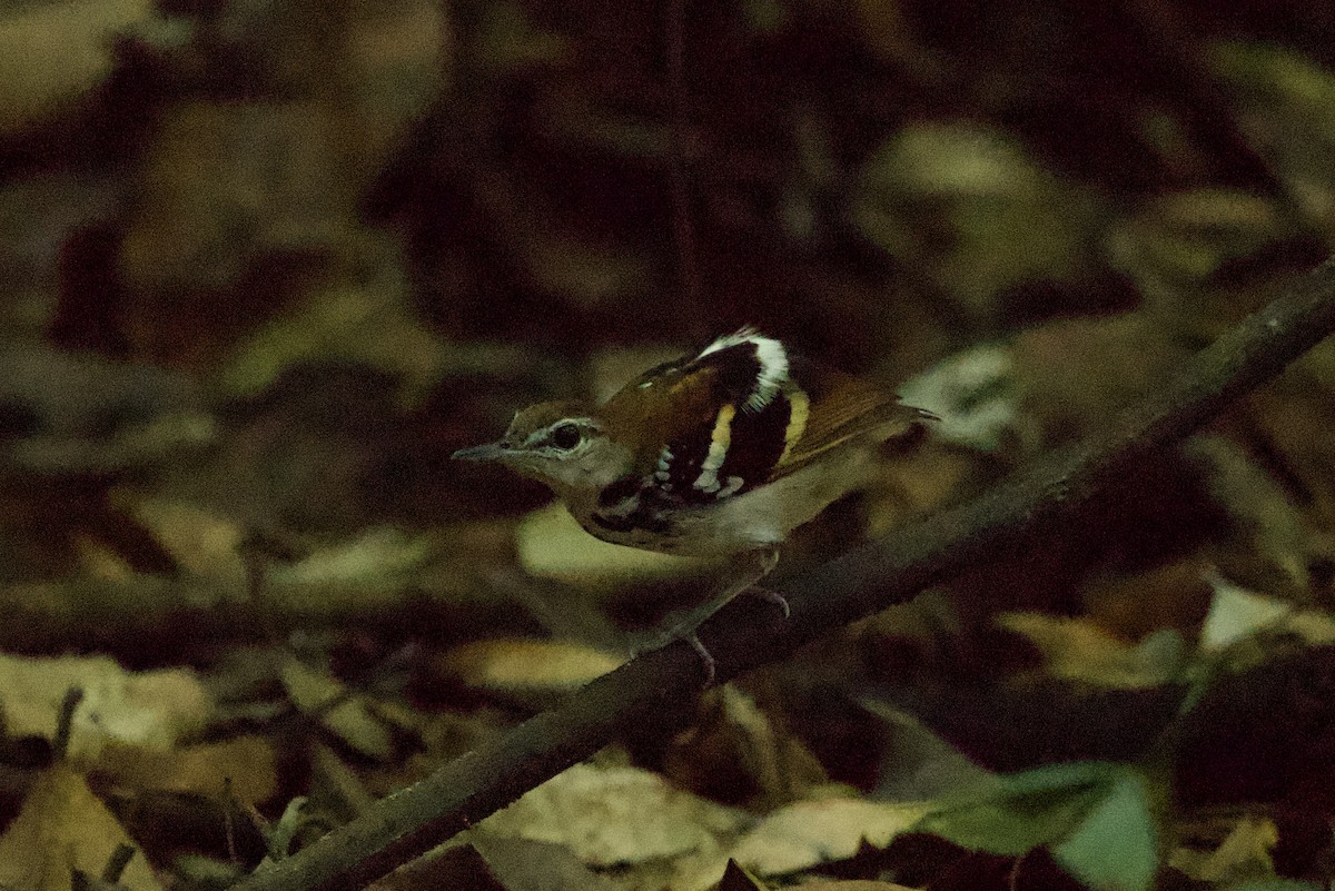 Banded Antbird - ML638947952