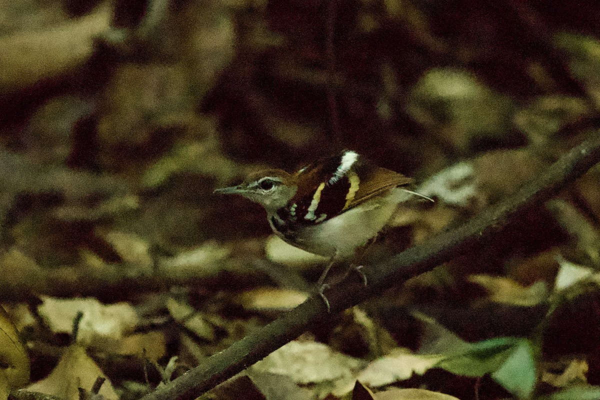 Banded Antbird - ML638947953