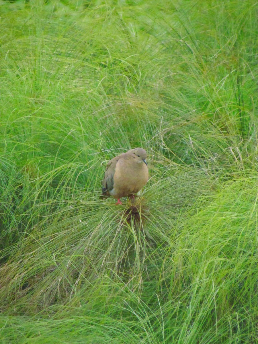 Eared Dove - ML638947977