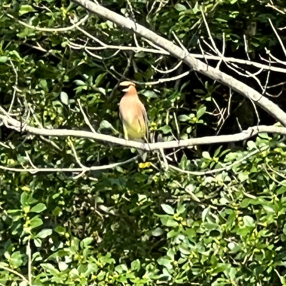 Cedar Waxwing - ML638947980