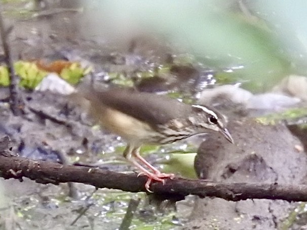 Louisiana Waterthrush - ML638947984