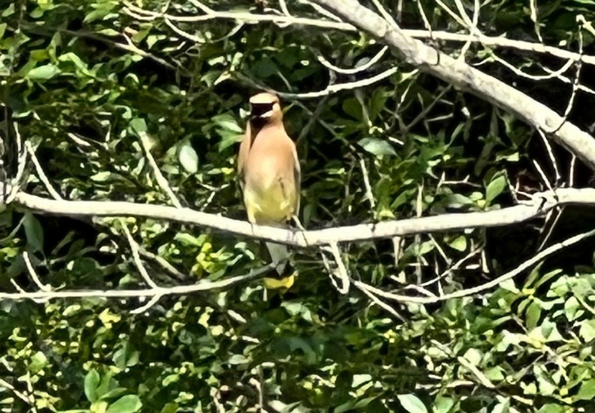 Cedar Waxwing - ML638947985