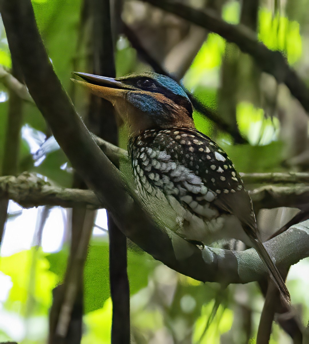Spotted Kingfisher - ML638947988