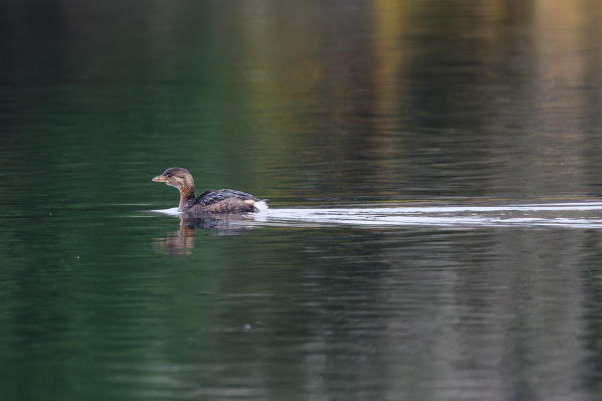 Pied-billed Grebe - ML638947992