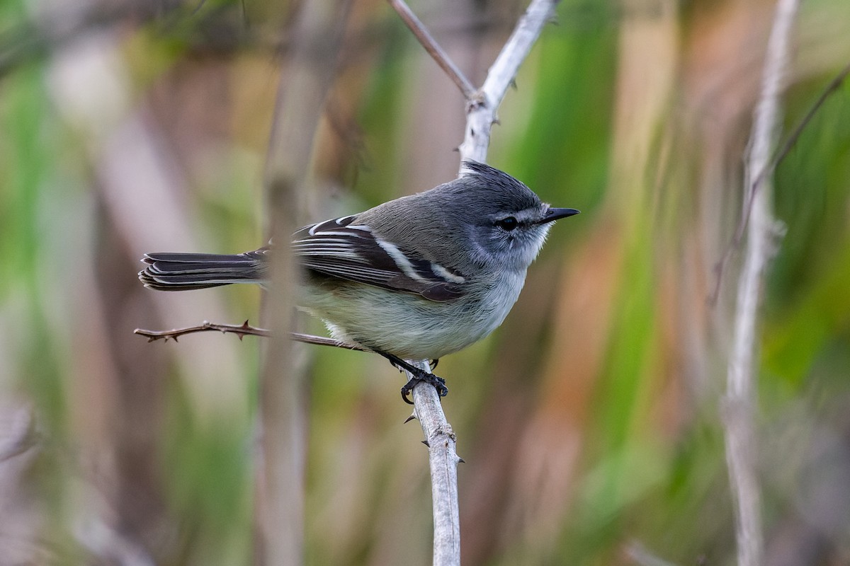 Straneck's Tyrannulet - ML638948091