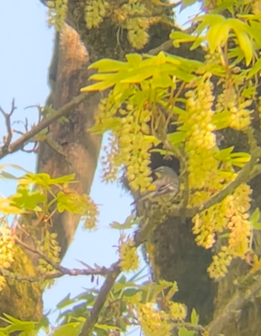 Yellow-rumped Warbler - ML638948177