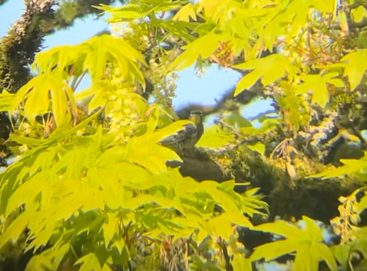 Yellow-rumped Warbler - ML638948181