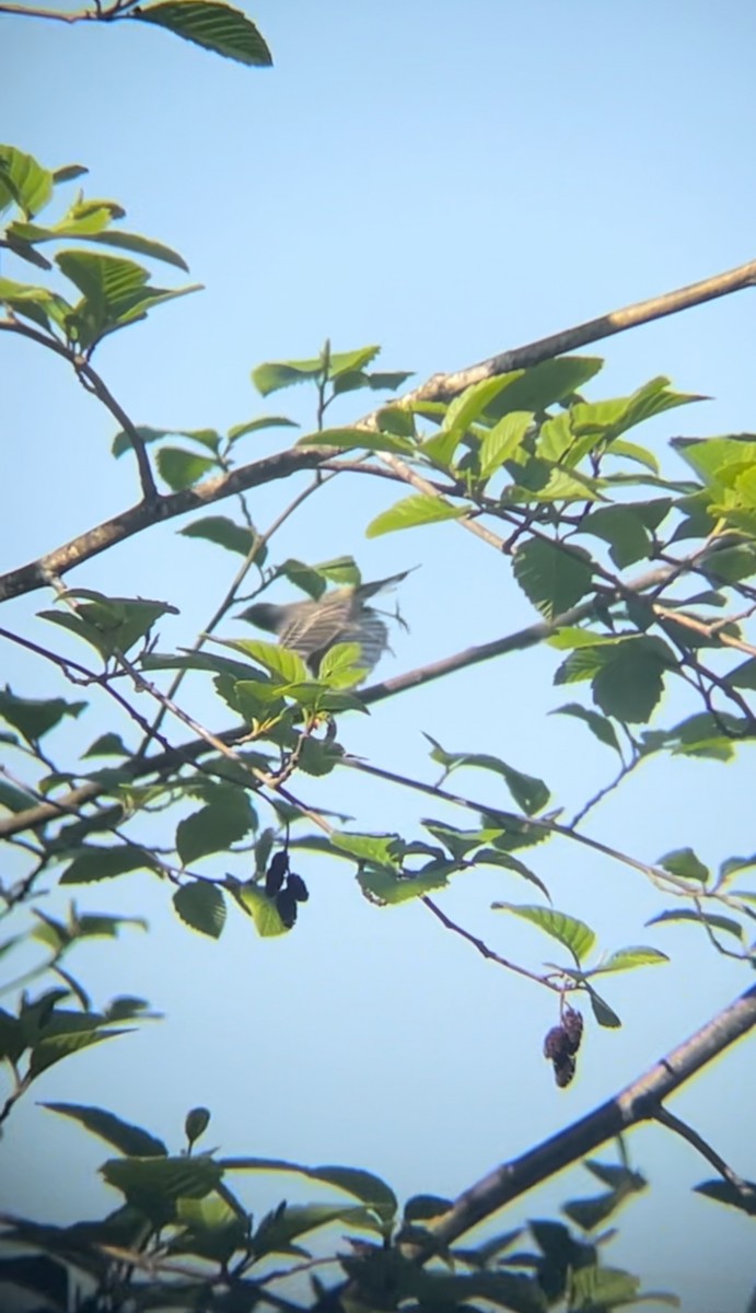 Yellow-rumped Warbler - ML638948189