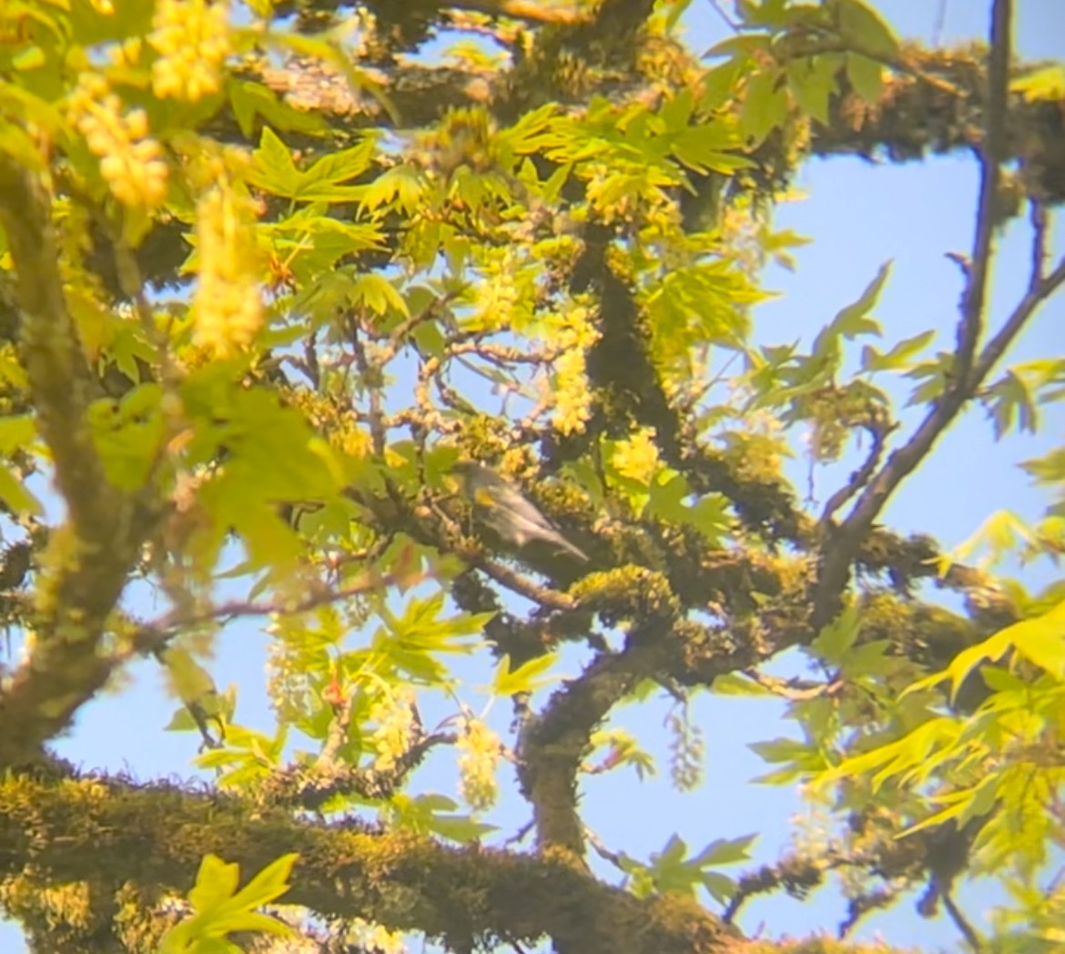 Yellow-rumped Warbler - ML638948190