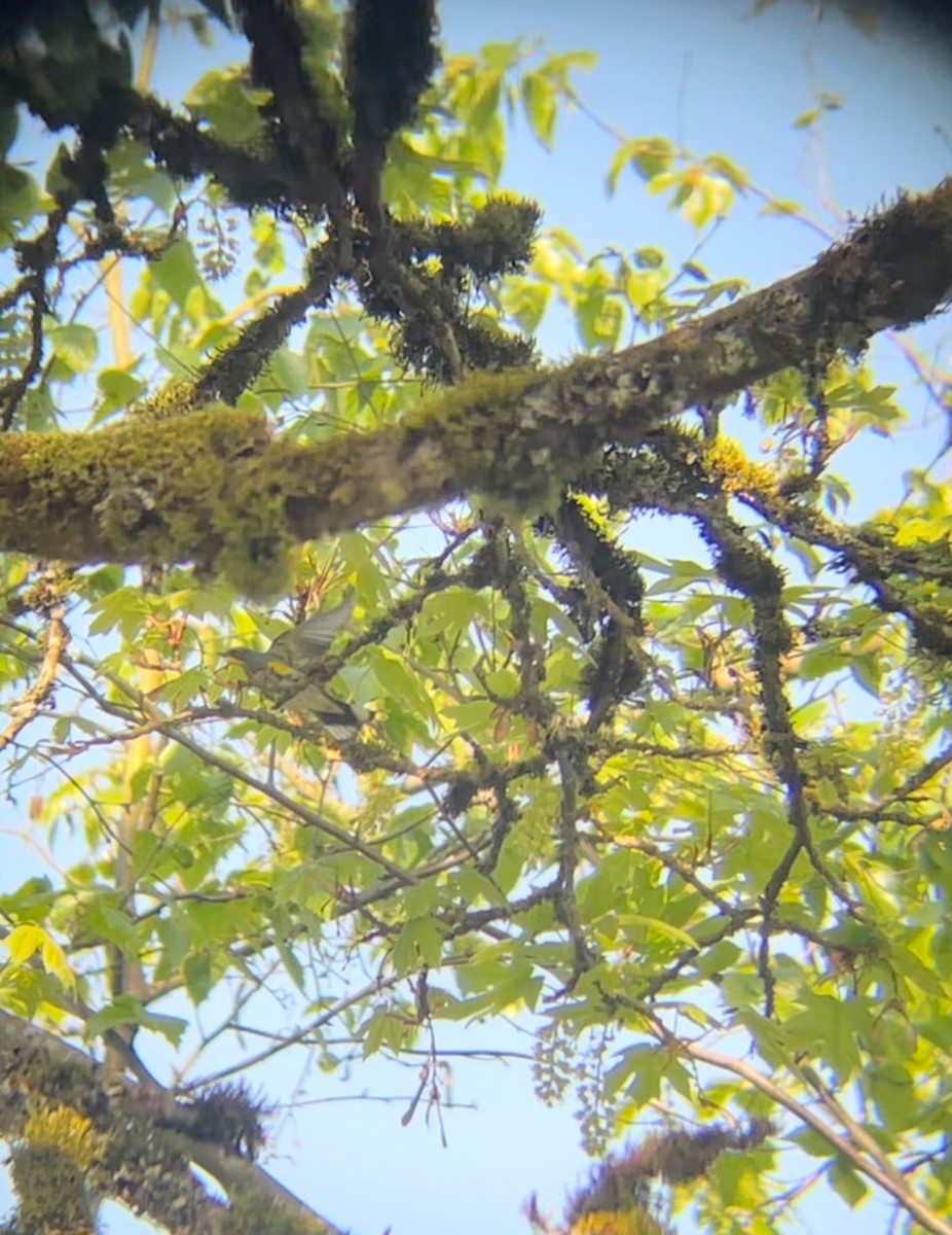 Yellow-rumped Warbler - ML638948191