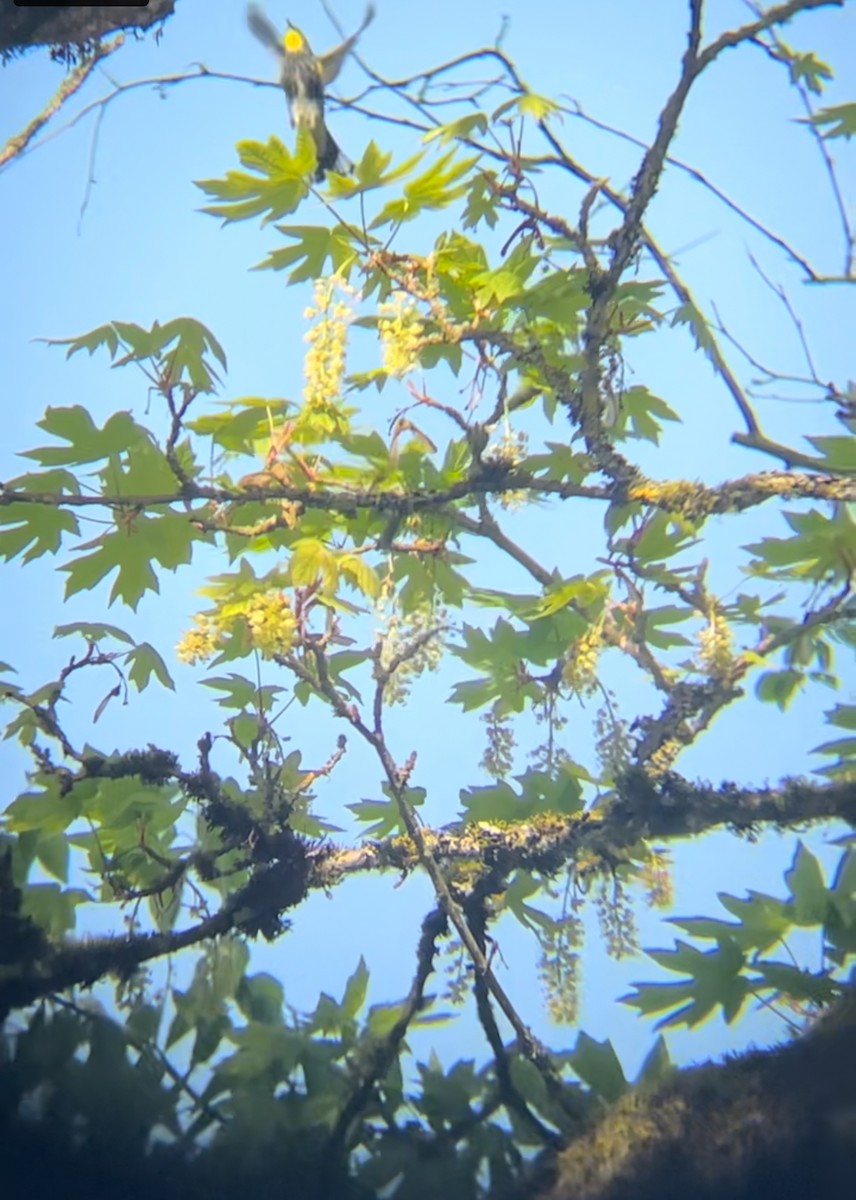 Yellow-rumped Warbler - ML638948192