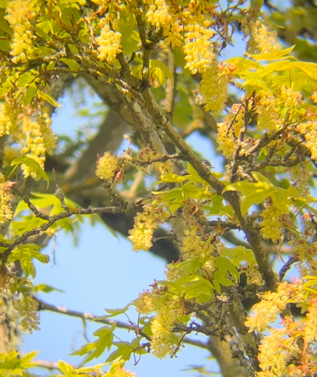 Yellow-rumped Warbler - ML638948194