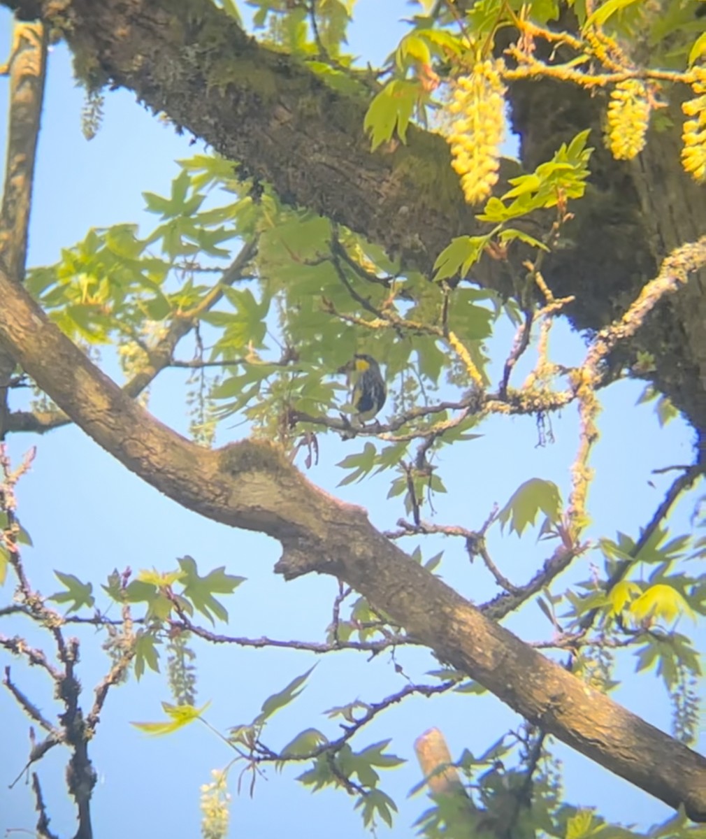Yellow-rumped Warbler - ML638948195