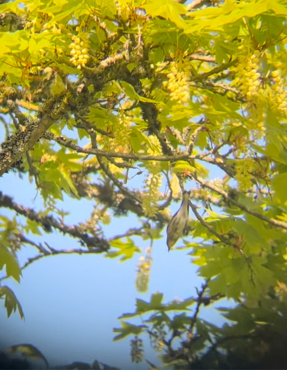 Yellow-rumped Warbler - ML638948196