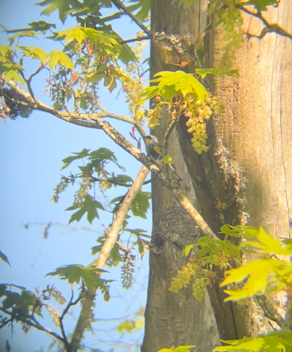 Yellow-rumped Warbler - ML638948198