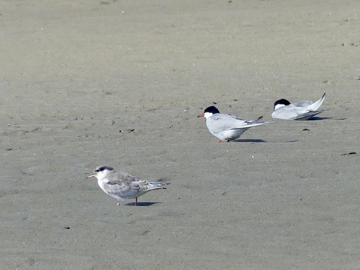 Common Tern - ML638948213