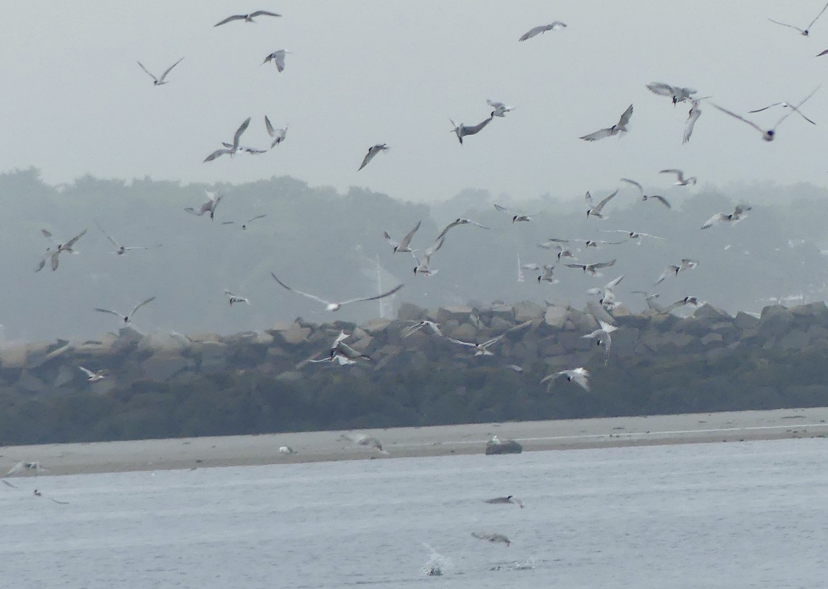 Common Tern - ML638948214