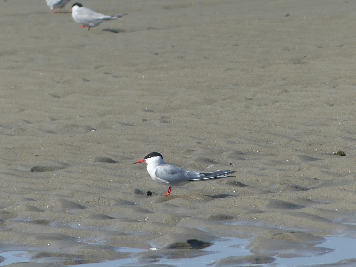Common Tern - ML638948215