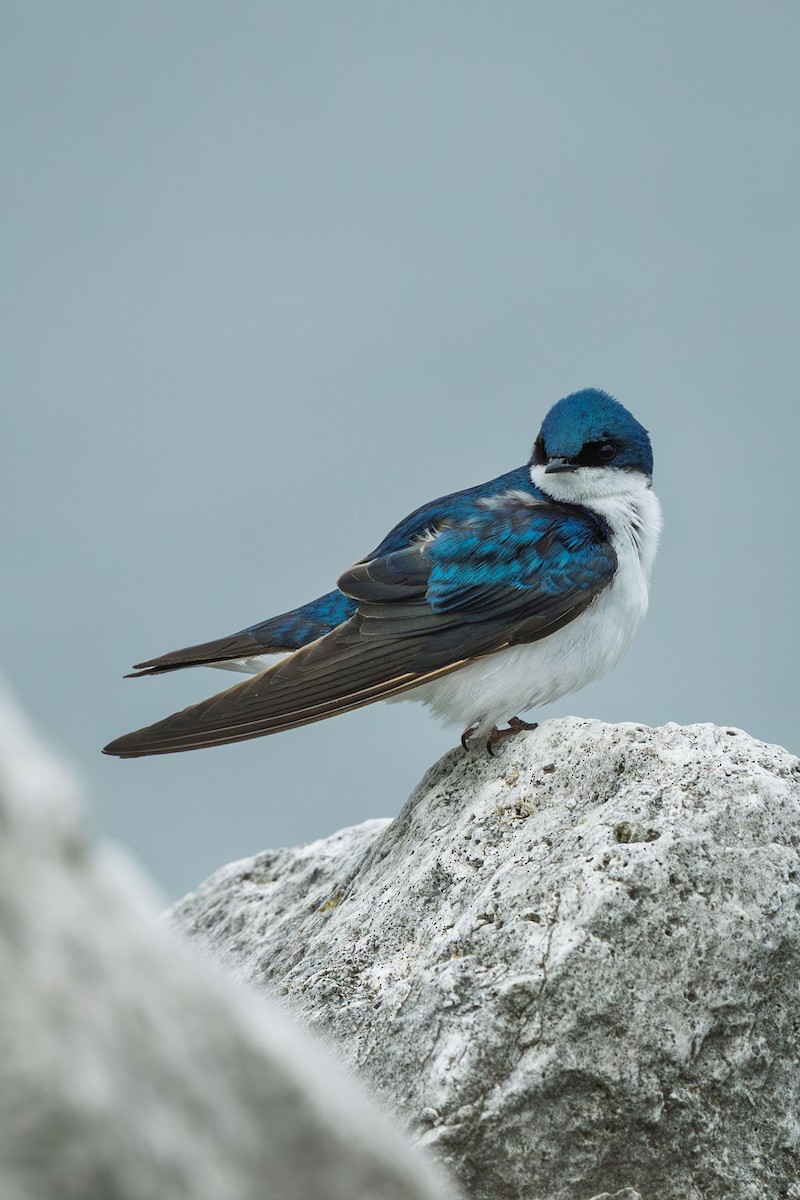 Tree Swallow - ML638948230