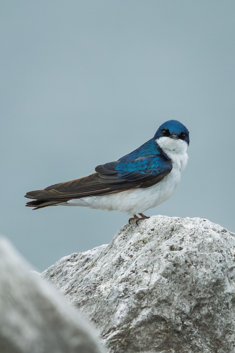 Tree Swallow - ML638948231
