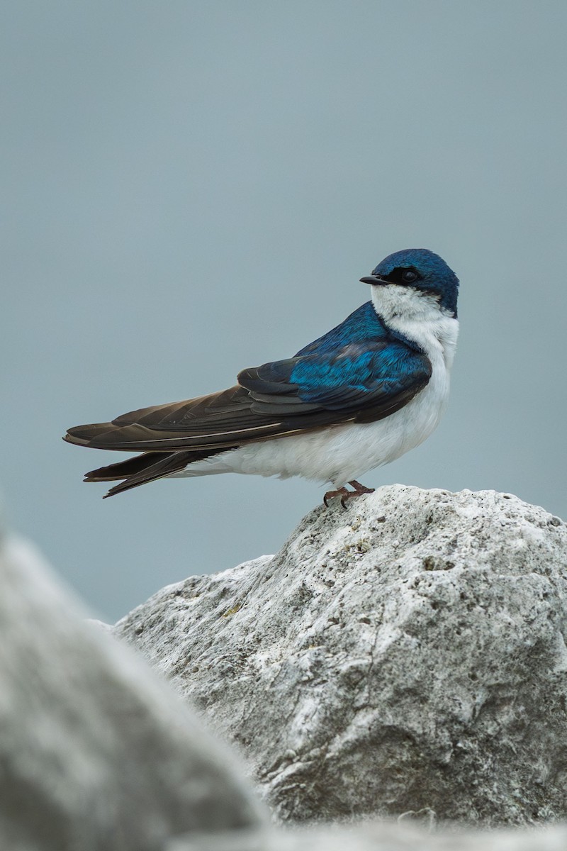 Tree Swallow - ML638948232
