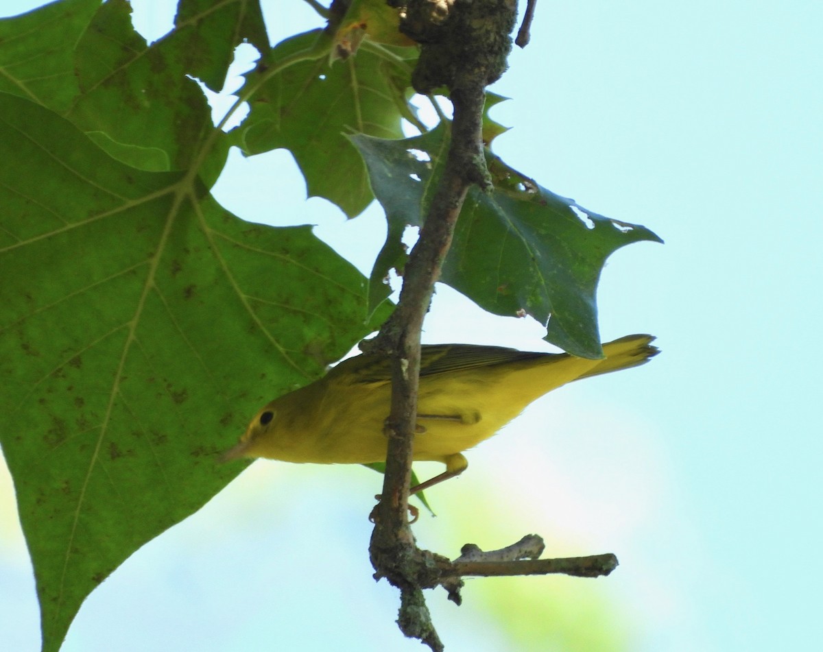Yellow Warbler - ML638948233