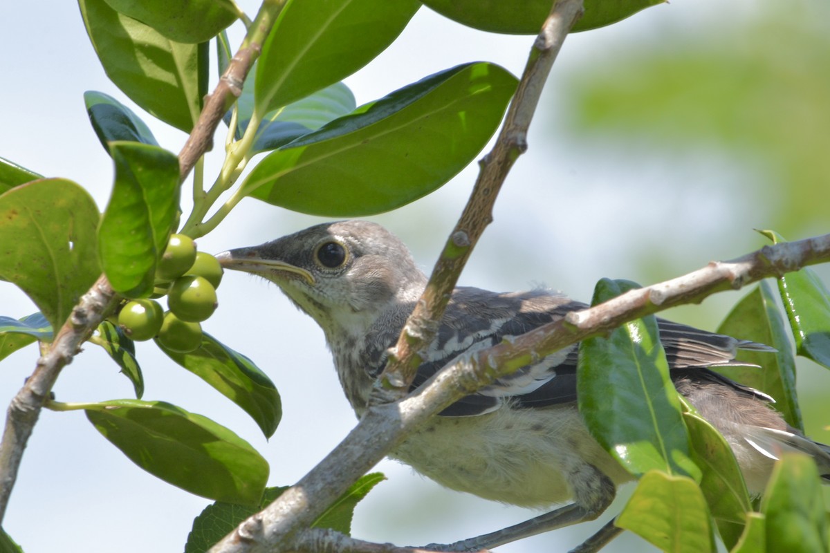Northern Mockingbird - ML638948254