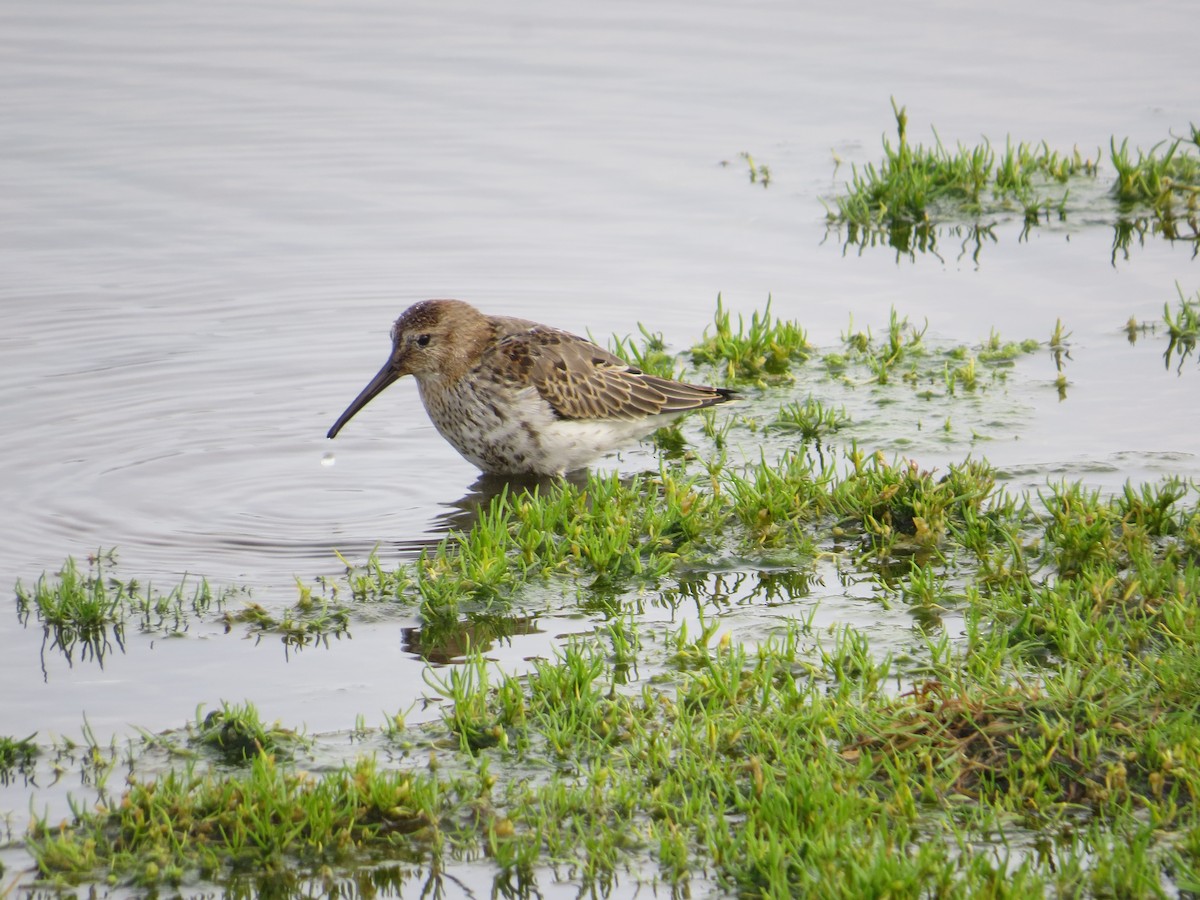 Dunlin - ML638948263