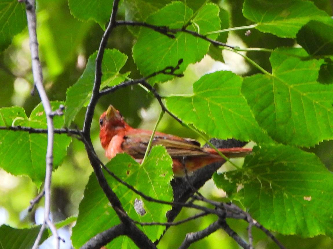 Summer Tanager - ML638948274