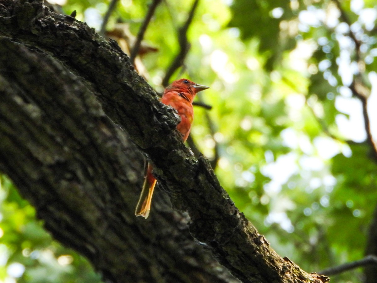 Summer Tanager - ML638948275