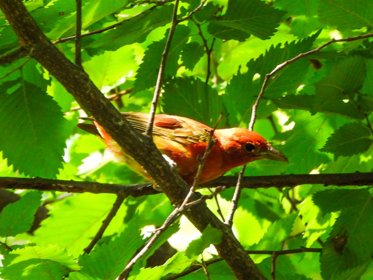 Summer Tanager - ML638948276
