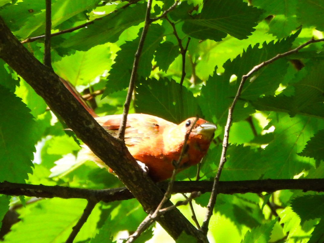 Summer Tanager - ML638948277