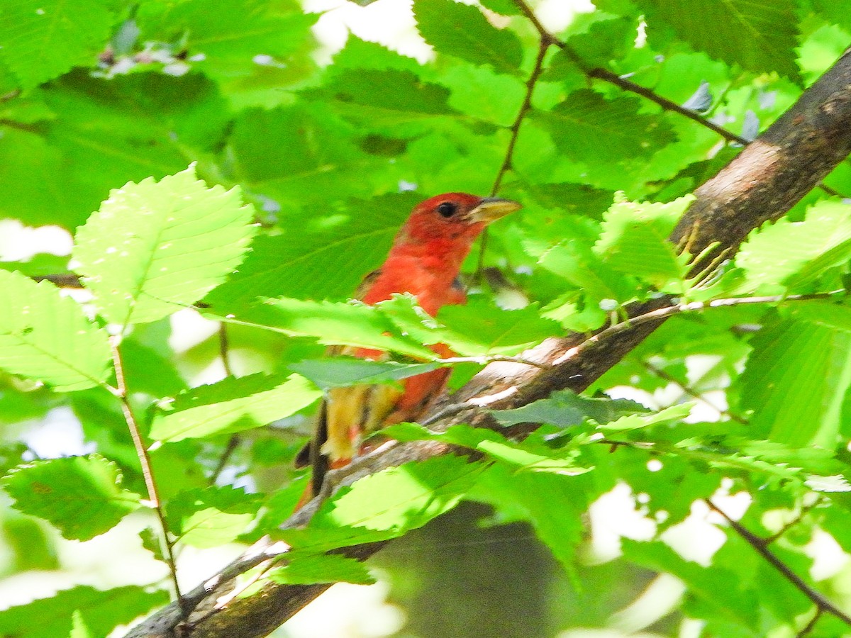 Summer Tanager - ML638948278