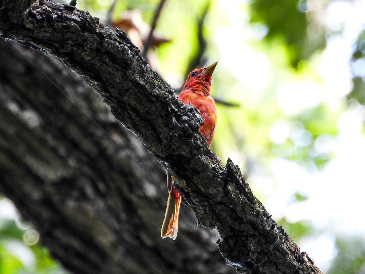 Summer Tanager - ML638948279