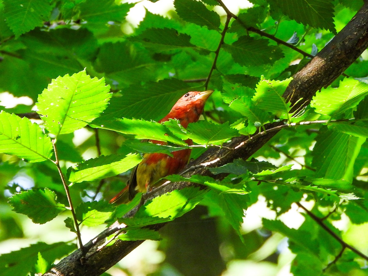 Summer Tanager - ML638948280
