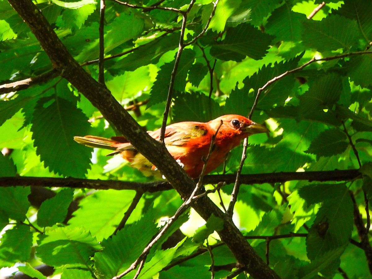 Summer Tanager - ML638948281