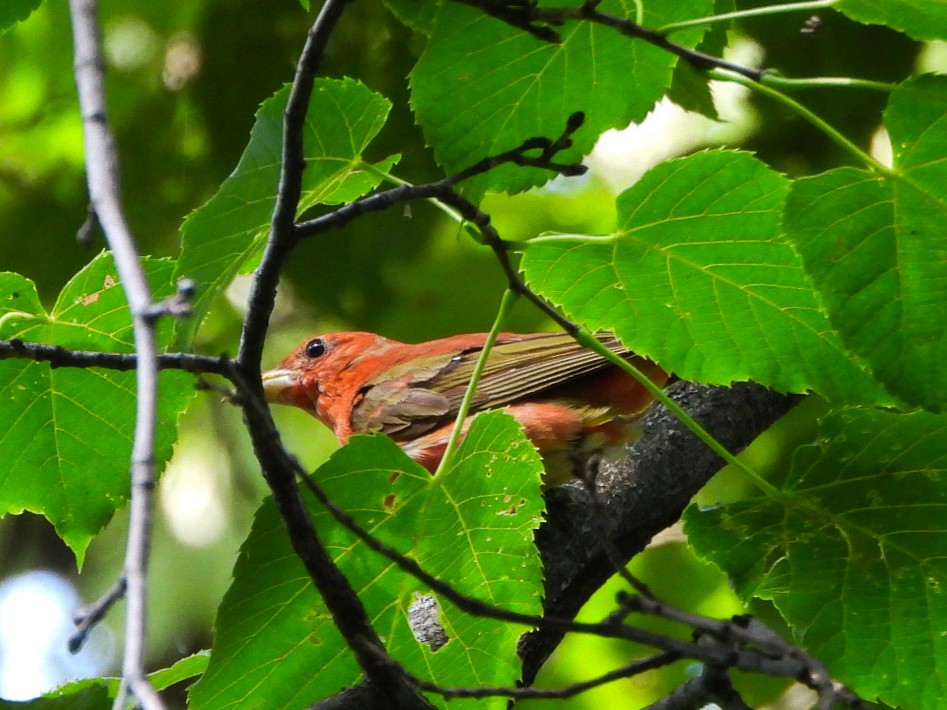 Summer Tanager - ML638948282
